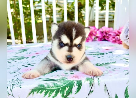 FCI Pedigree Blue Eyed Black & White Siberian Husky Champion Puppy