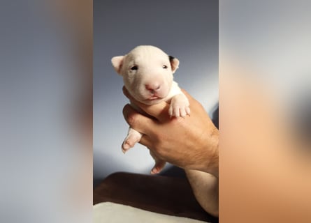 Miniatur Bullterrrier Welpe Hündin