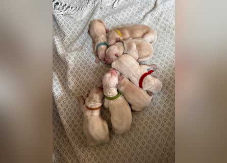 Golden Retriever Welpen