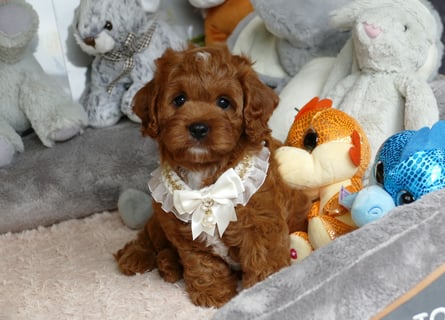 Wunderschöne Cavapoo Welpen F1 (Toypudel/Zwergpudel + Cavalier King Charles Spaniel) mit Ahnentafel