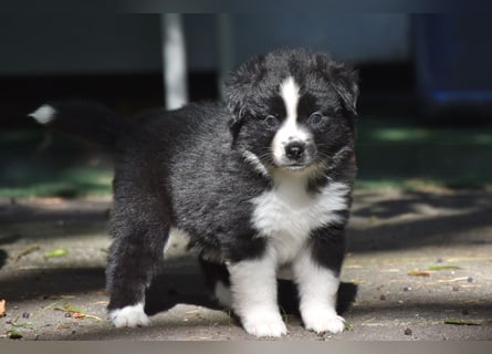 Miniature American Shepherd Welpen, Mini Aussies vom Züchter mit Papieren