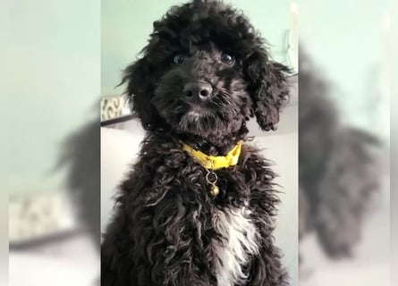 4 Rüden Zwergpudel Welpen schwarz und black and tan Pudel