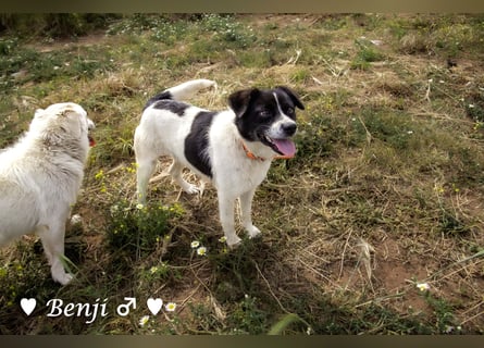 Kokonimix Bo und Benji suchen ab sofort ein Zuhause