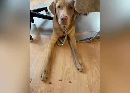 Labrador 11 Monate in erfahrene Hände