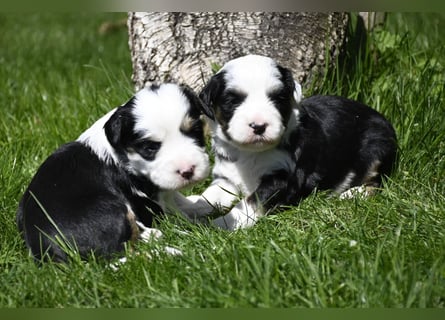 traumhaft hübscher Tibet Terrier Welpen aus erfahrender Zucht  sind geboren dürfen im Juni ausziehen