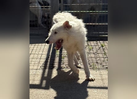 Die hübsche FIDES sucht ein liebevolles Zuhause