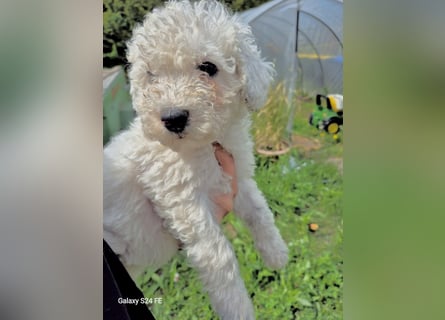 Spanische Wasserhund Welpen reinrassig