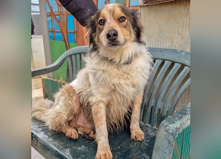 Axel - sanft, fröhlich, liebevoll mit Hund und Mensch - ein Traumtyp