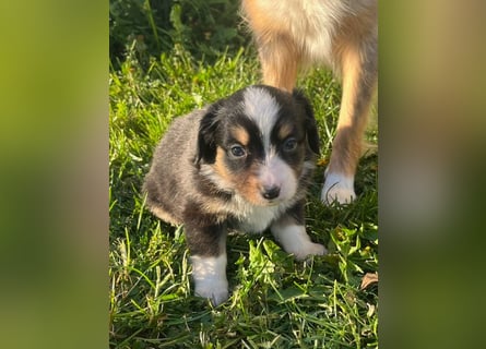 Miniature Australian Shepherd Welpen m. Papieren