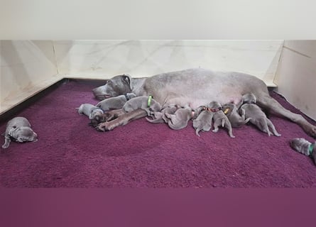 Labrador silber Welpen mit Ahnennachweis 12.08.24 geboren