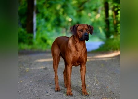 Rhodesian Ridgeback Welpen