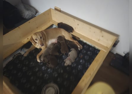 LABRADOR WELPEN Reinrassig mit Ahnentafel - GRAU und BRAUN - Beste Familienzucht