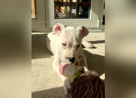 NEUE Welpen sind da.. die reinrassigen Dogo Argentinos mit Ahnenpass