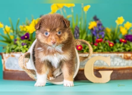 Kleinbleibende Miniature Australian Shepherd Welpen