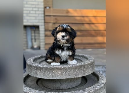 2 zuckersüße Maltipoo Welpen - Hündin