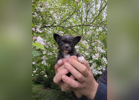 Chihuahua Welpen mit Ahnentafel