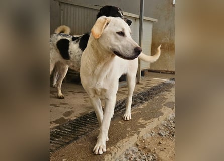 Wayne: Familienhund und treuer Begleiter