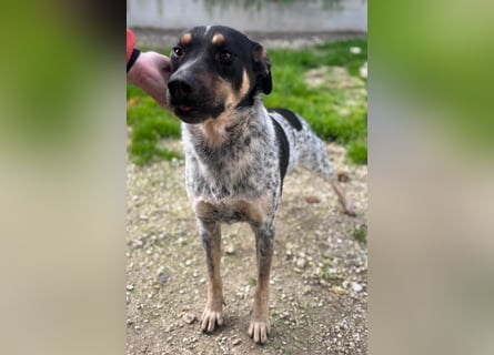 Kurt: toller Begleiter und Familienhund