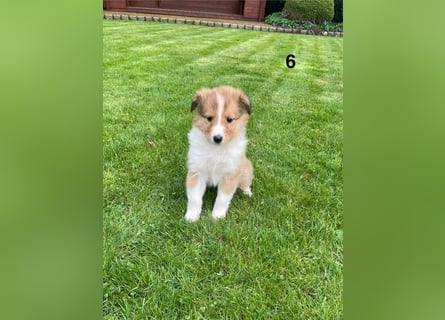 Colliewelpen suchen ein Zuhause!