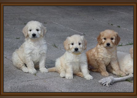 GOLDENDOODLE Traum ! Bezaubernde Welpen aus langjähriger+überprüfter Familienaufzucht.