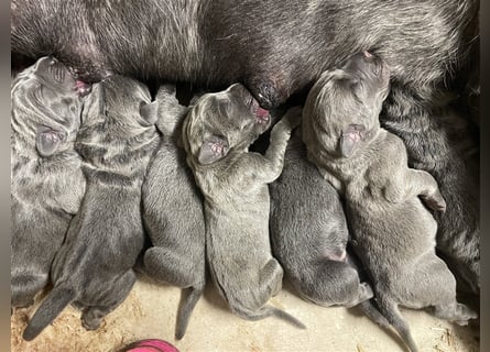 Cane Corso Welpen FCI Ahnentafel