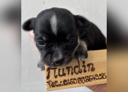 Chihuahua Welpen ab 22.08 abzugeben