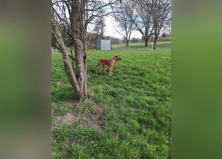 Schäferhund-Rodesien Ridgeback Michling  8 Monate