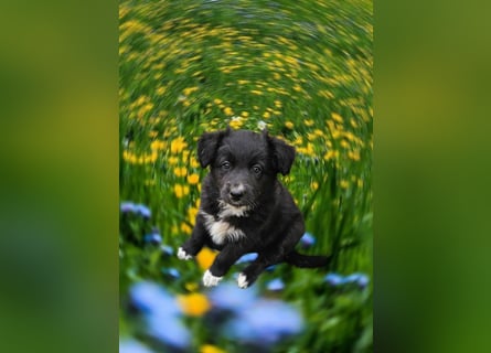 Australian Shepherd Welpen