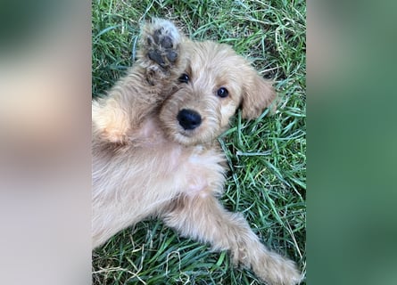 Mini Goldendoodle suchen liebevolles Zuhause