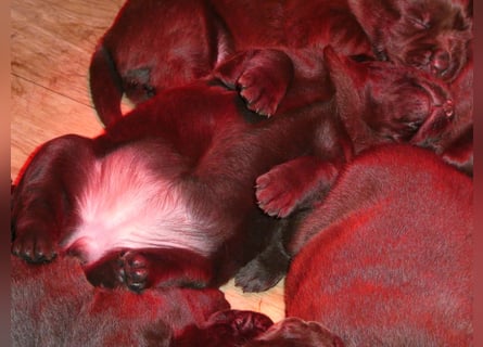 Labrador - Welpen