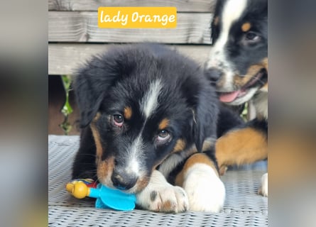 Australian Shepherd Welpen bald abgabebereit!