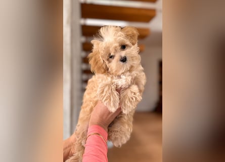 Maltipoo Pudel Malteser