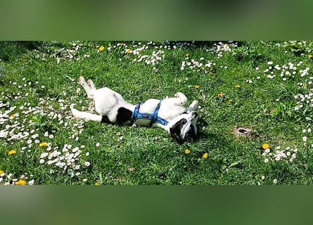 Josie sucht Herzensmensch fürs Leben