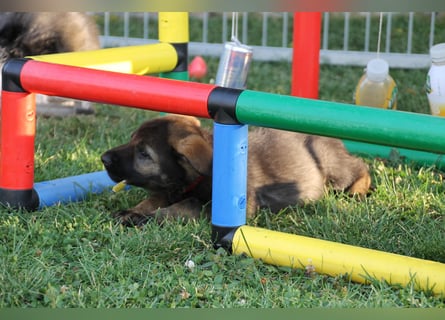 Schäferhund Welpen mit VDH Ahnentafel