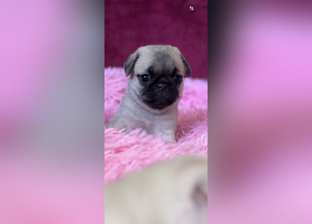 Mops Welpen ( noch 2 Rüde)