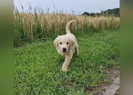 Labradoddle F1
