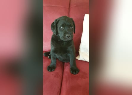 Zuckersüße Labrador Hündin, schwarz, mit Ahnentafel!