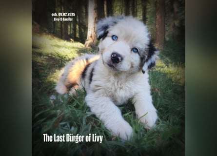 Bezaubernde Australian Shepherd Welpen