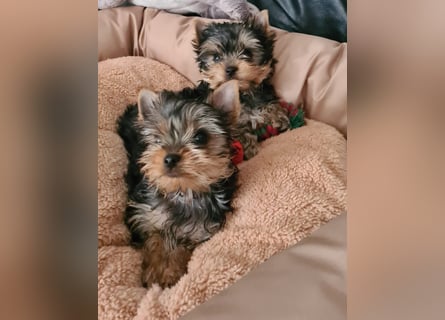 Yorkshire-Terrier Welpen,  reinrassig mit Ahnentafel sofort abgabebereit