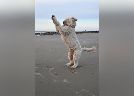 Goldendoodle Rüde