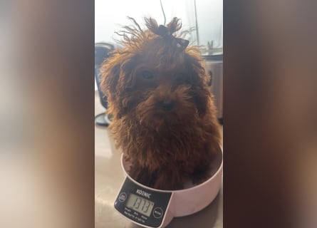 Pudel sehr kleine Hündin Asiatische Linie  Schosshund