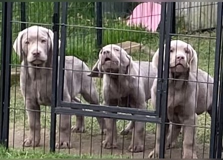 Labrador Welpen in der Farbe Silber mit Ahnentafel!