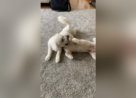 Bichon Frisé „Zwillinge“ suchen liebevolles Zuhause - bitte nur seriöse Anfragen
