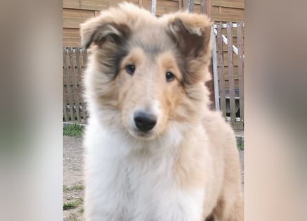 verschmuste Colliewelpen mit Papieren