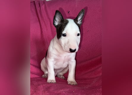 Miniatur Bullterrier Idefix