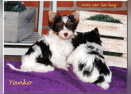 zwei kleine Biro Yorkshire Terrier Welpen