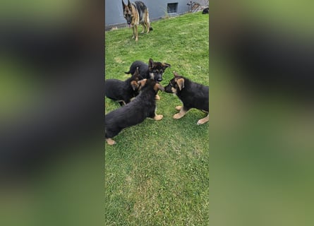 Schäferhund Welpen