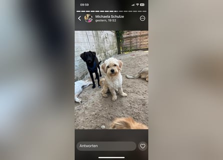 Verschiedene tolle Fellnasen  suchen ein  Zuhause