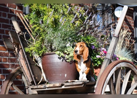 Der zauberhafte Vasko, ein reinrassige Basset Artesien Normand sucht ein neues Zuhause. Eine seltene