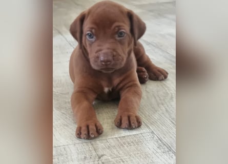 Rhodesian Ridgeback Welpen mit Papieren -Livernose-